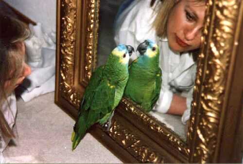 mirror.jpg (37830 bytes)