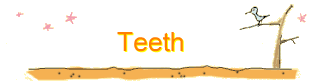Teeth