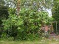 Garden_south.jpg