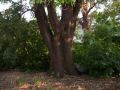 Holm_oak.jpg